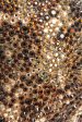 Brown Leather Preowned Leopard Strass So Kate 120 Pumps For Sale